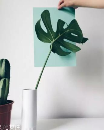 龟背竹的养殖方法和注意事项