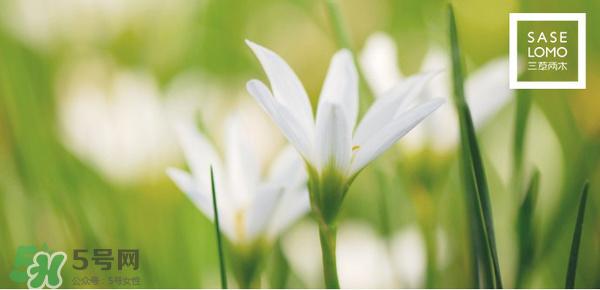 三草两木是什么牌子？三草两木是什么档次