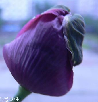 罂粟能人工种植吗 私自种植属于犯法行为