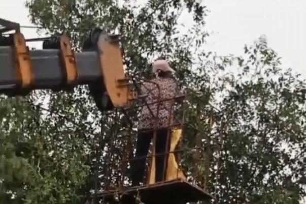 枣子的营养价值和功效 枣子吃了有什么好处和坏处