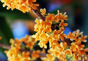 桂花一年开几次花?桂花是几月份开花?