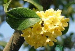 桂花一年开几次花？桂花是几月份开花？