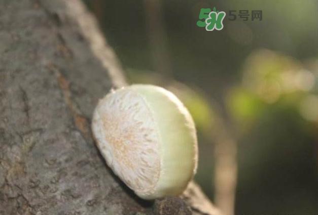 嫩板栗怎么保存?嫩板栗保存方法