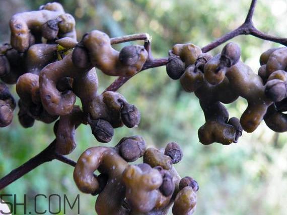 鸡爪梨怎么挑选？鸡爪梨什么时候成熟