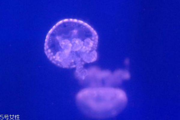 水母可以吃吗 水母有什么营养价值呢