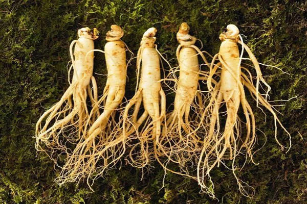 长白山人参可以炖鸡吗 长白山人参炖鸡怎么炖