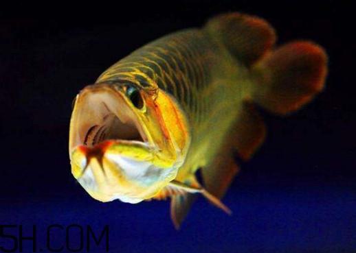 金龙鱼有什么寓意？金龙鱼有几个品种