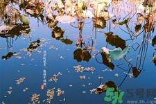 白露节吃什么？白露节的传统美食有哪些？