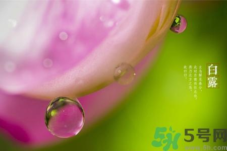 白露节吃什么？白露节的传统美食有哪些？