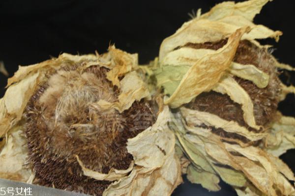 天山雪莲价格 价格昂贵