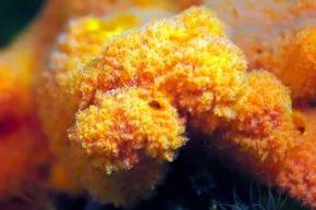 海绵是如何生长的图片，通过有性和无性生殖(属于动物)