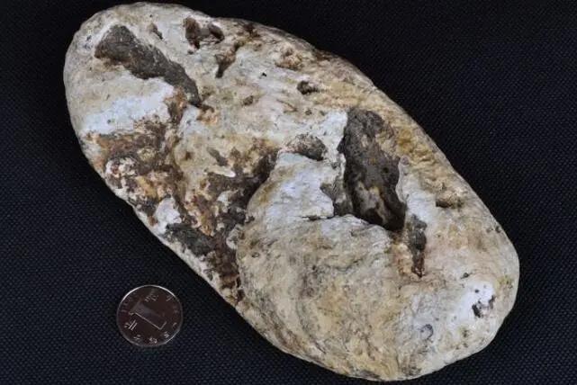 最贵的四种中药材一斤40万，麝香/龙涎香/石斛/夏草