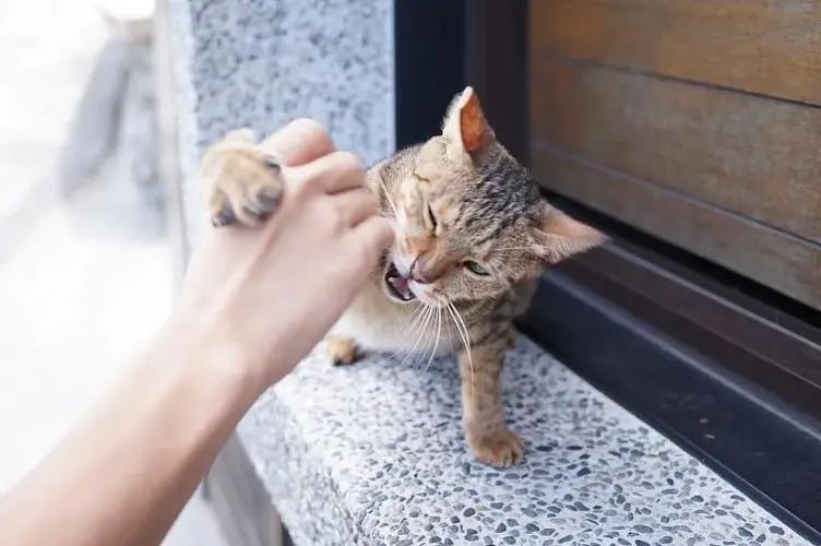 为什么好多人被猫抓不打疫苗,主要有3个原因