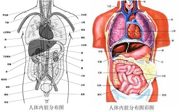 人体器官分五脏六腑器官分布图,带你了解五脏六腑位置