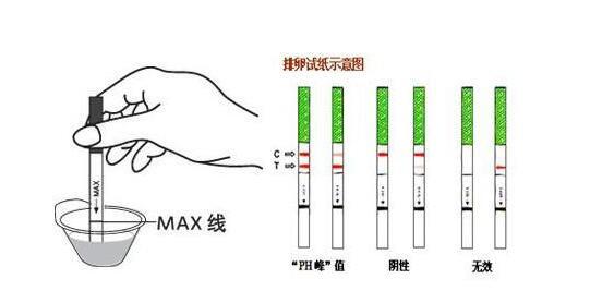 排卵试纸怎么看是排卵图解,两条红线就是排卵期