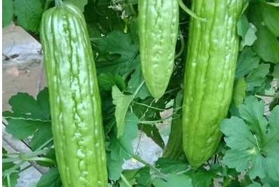 降血压蔬菜第一名,苦瓜第一(有丰富的钾元素)