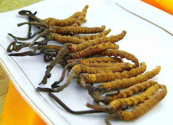 中国十大珍稀药材，常见十大罕见紧缺中药材