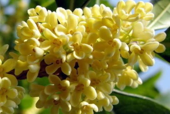 三种人坚决不能吃桂花 和什么相克