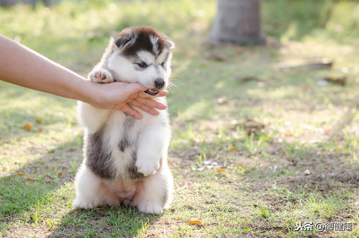 其实大部分人不用打狂犬疫苗(医生不建议打狂犬疫苗)