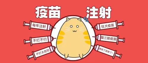 被猫咬千万不要打狂犬疫苗,感染狂犬病几率比较低