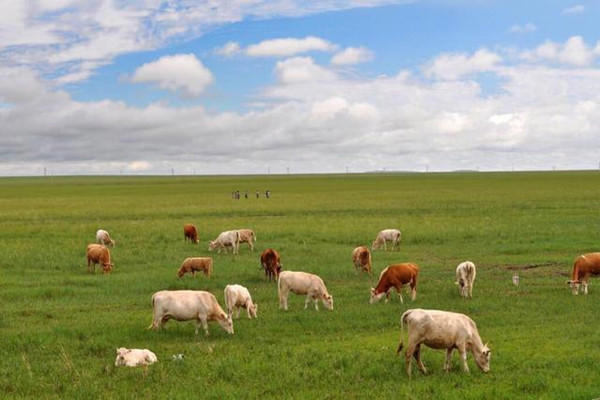 草原歌曲大全100首草原