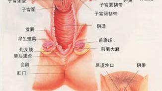 女性生理结构图 女性阴部真实照片图解