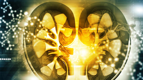 人体五脏都有什么？人体内脏位置图来了