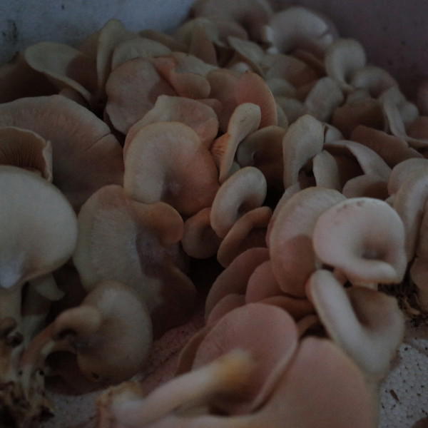 三天苹果减肥法是什么?苹果吃对才能吃瘦