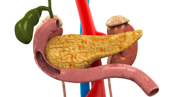 人体五脏都包含什么？人体内脏分布图女图片