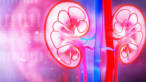 人体内脏构造包含哪些系统？人体内脏构造图具体是怎样的？