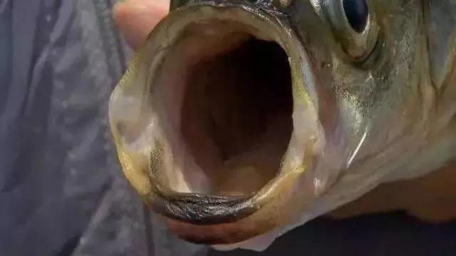 男生到底有多少种打飞机的方法?