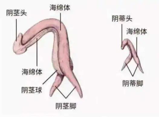 怎么玩C点?快速获得C点糕潮的7大指法