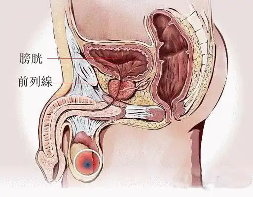 男生独有的前列腺高c有多爽，你尝试过吗！