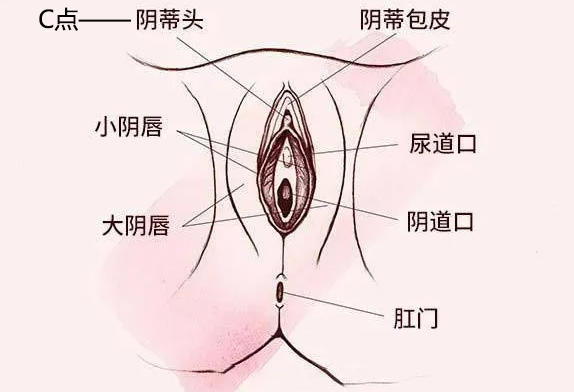 c点是女生什么位置,用手怎么才知道是c点
