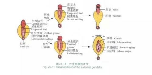 女生的小豆豆,只为愉悦和快感而生的