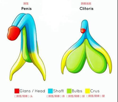 女生的小豆豆，只为愉悦和快感而生的