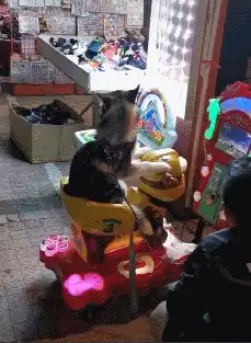 女上位是左右摆动还是上下摆动，在上面怎么动的教程动图