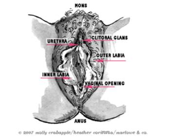 女生的那东西为什么好丑,女生底下为什么那么丑