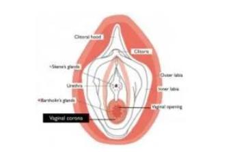 女生的那东西为什么好丑,女生底下为什么那么丑