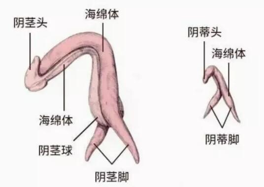 怎么按自己的小豆豆,揉自己的痘痘揉到腿软的方法