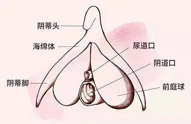女生的小豆豆到底啥样?
