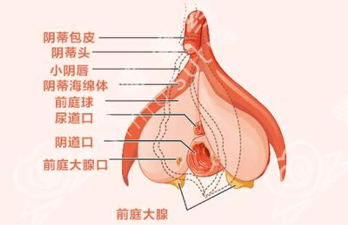 为什么女孩子湿的特别快,女生湿的太快说明什么