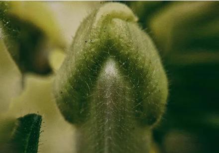 女生为什么最怕男生蘑菇头