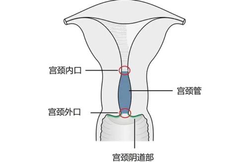 顶到花芯是什么感受？这一篇纯科普文