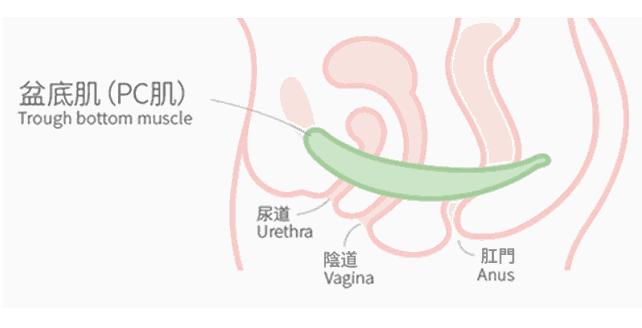 怎样才能让下面变紧变小?试试凯格尔运动