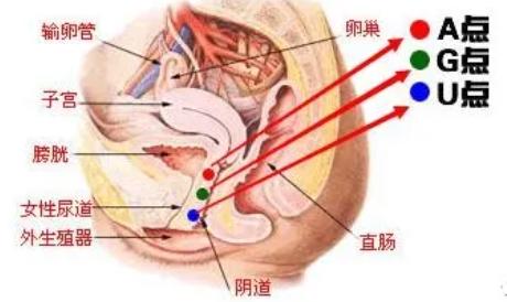 女生到底能承受多少厘米，15cm对于女孩子够用吗？