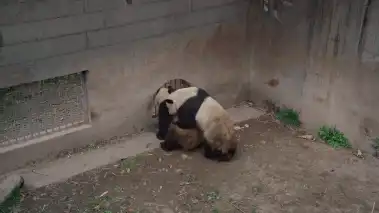 为什么男人都喜欢从后面来