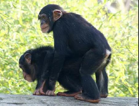 为什么男人都喜欢从后面来