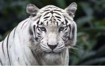 女生下面长什么样儿,女生私处实拍