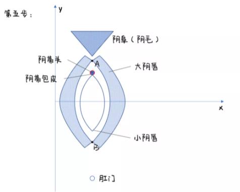 女生下面长什么样儿,女生私处实拍